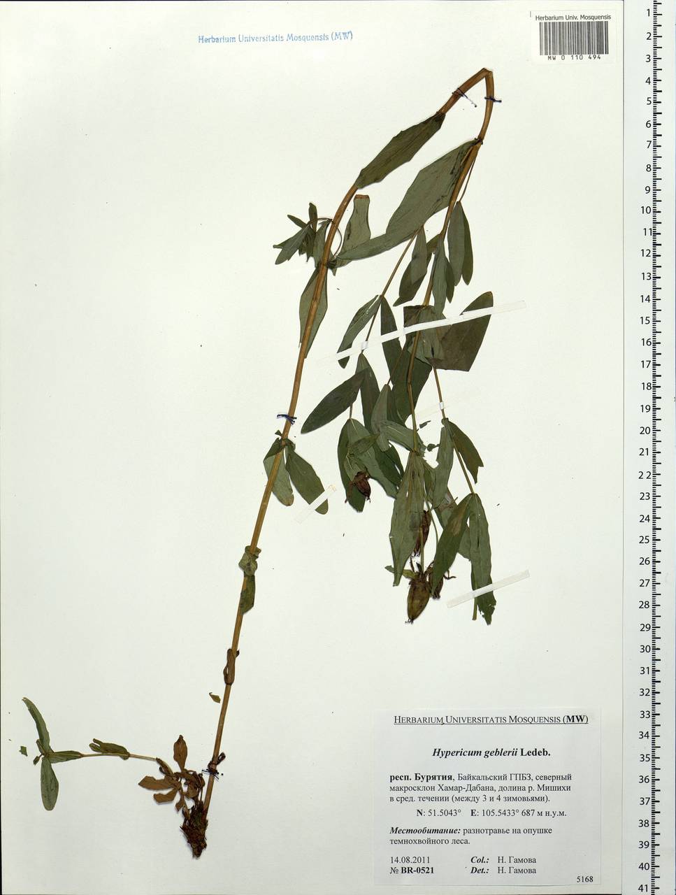 Hypericum ascyron subsp. gebleri (Ledeb.) N. Robson, Siberia, Baikal & Transbaikal region (S4) (Russia)