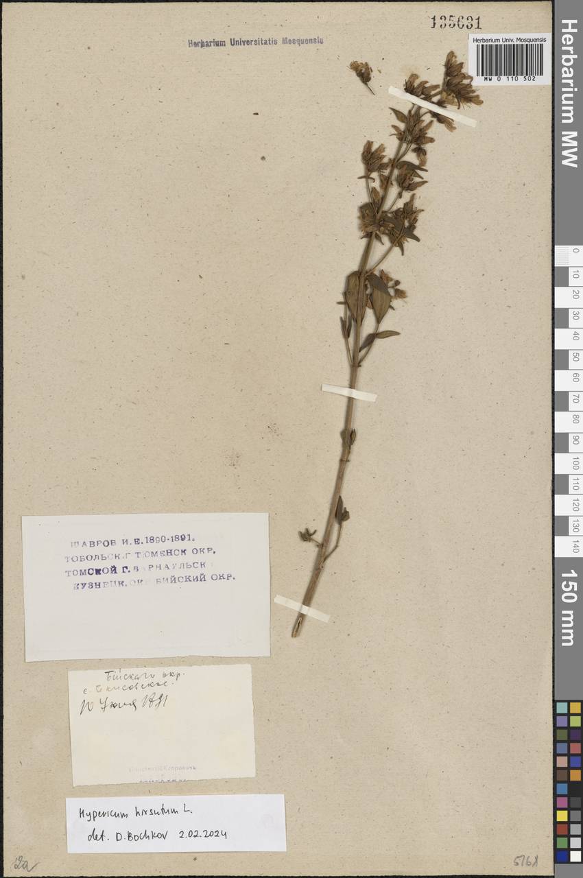 Hypericum hirsutum L., Siberia, Western (Kazakhstan) Altai Mountains (S2a) (Kazakhstan)