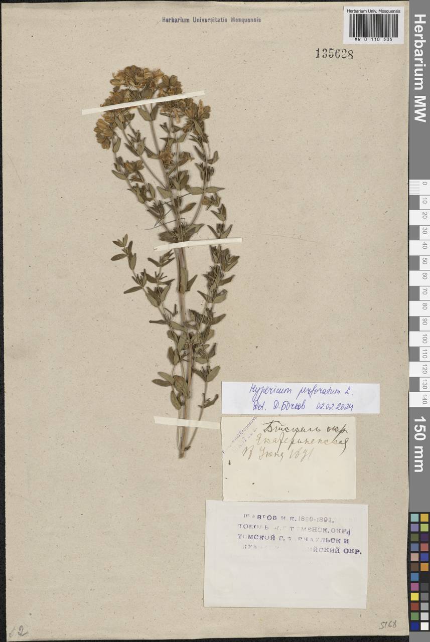 Hypericum perforatum L., Siberia, Western (Kazakhstan) Altai Mountains (S2a) (Kazakhstan)