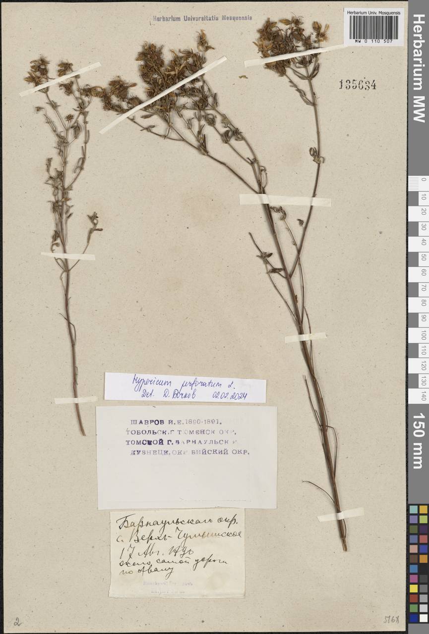 Hypericum perforatum L., Siberia, Altai & Sayany Mountains (S2) (Russia)