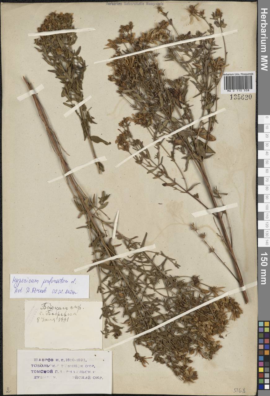 Hypericum perforatum L., Siberia, Western (Kazakhstan) Altai Mountains (S2a) (Kazakhstan)