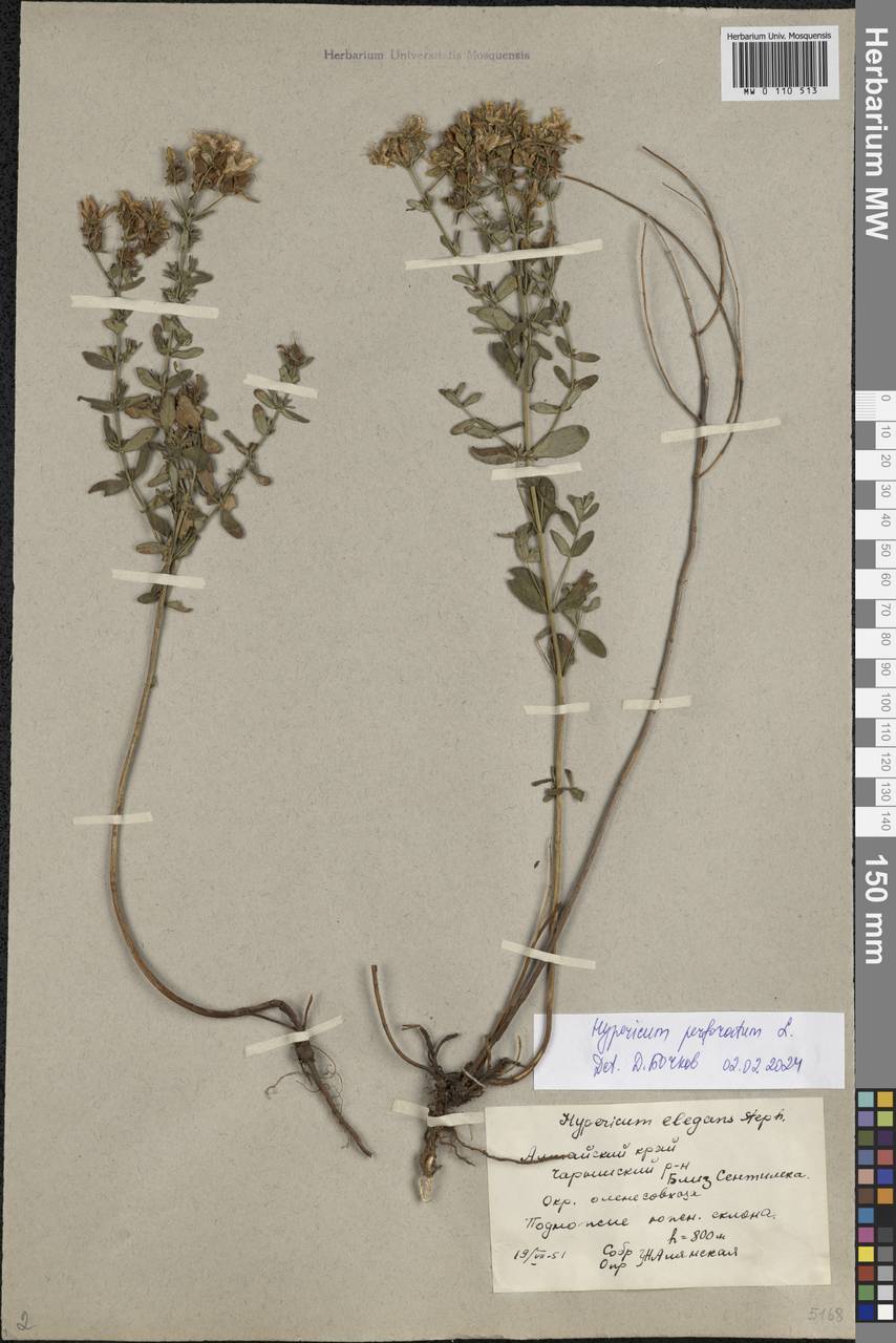 Hypericum perforatum L., Siberia, Altai & Sayany Mountains (S2) (Russia)