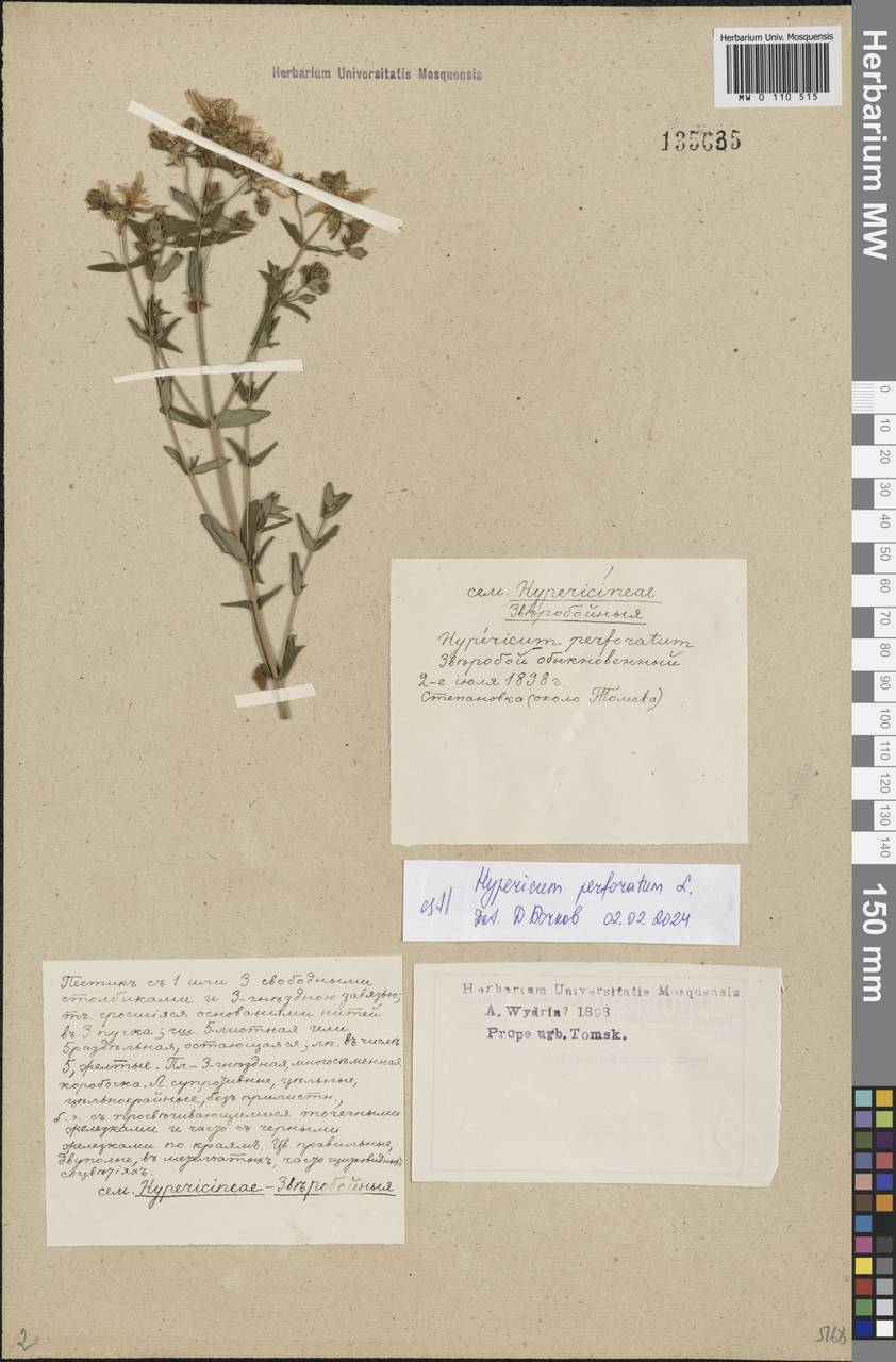Hypericum perforatum L., Siberia, Western Siberia (S1) (Russia)
