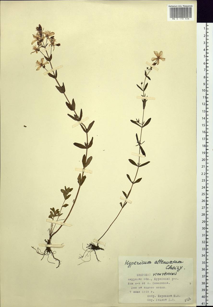 Hypericum attenuatum Fisch. ex Choisy, Siberia, Russian Far East (S6) (Russia)
