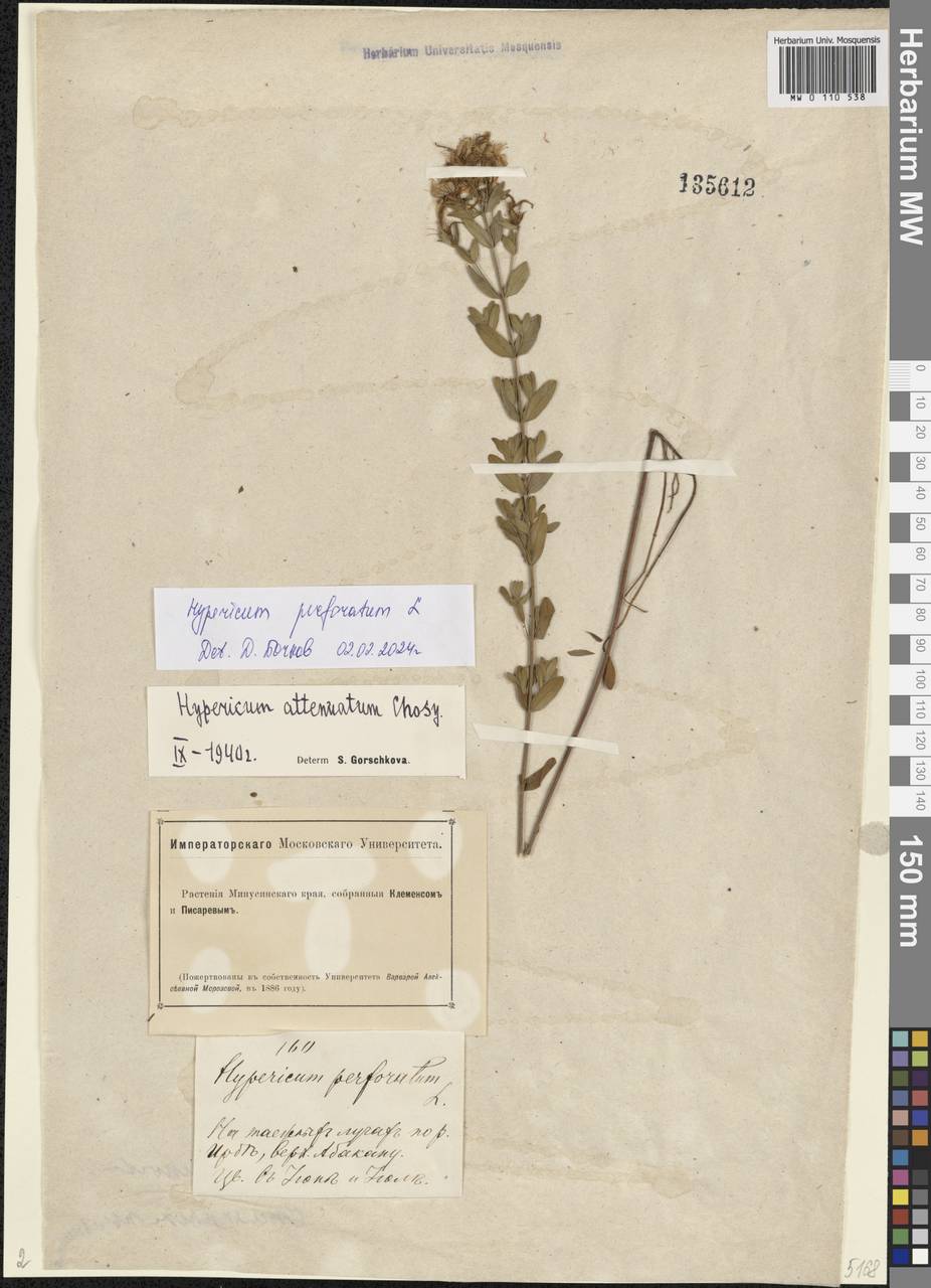 Hypericum perforatum L., Siberia, Altai & Sayany Mountains (S2) (Russia)