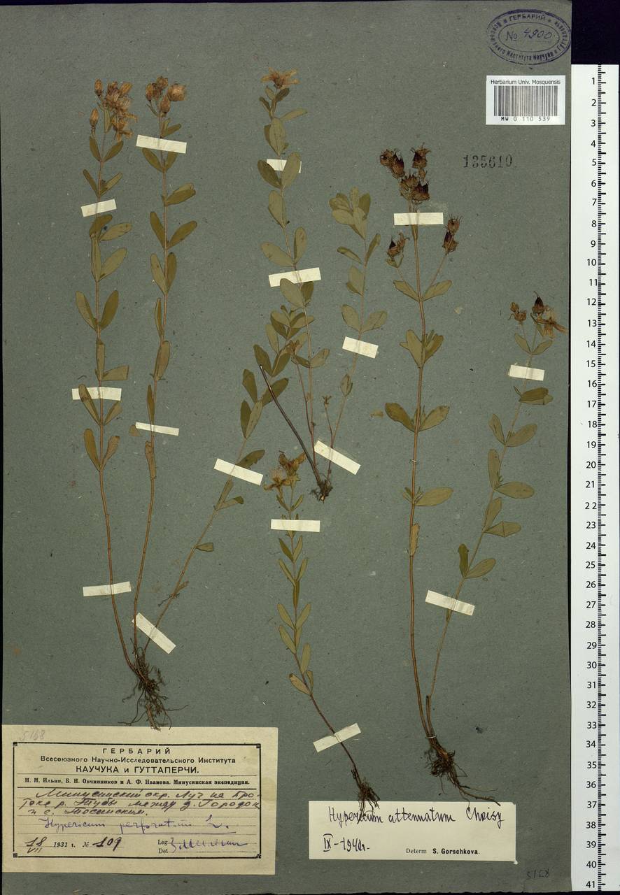Hypericum attenuatum Fisch. ex Choisy, Siberia, Altai & Sayany Mountains (S2) (Russia)