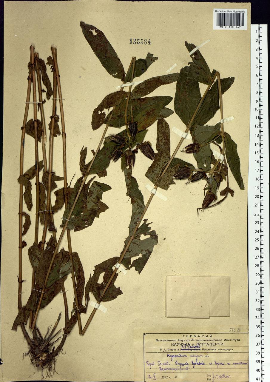 Hypericum ascyron, Siberia, Russian Far East (S6) (Russia)