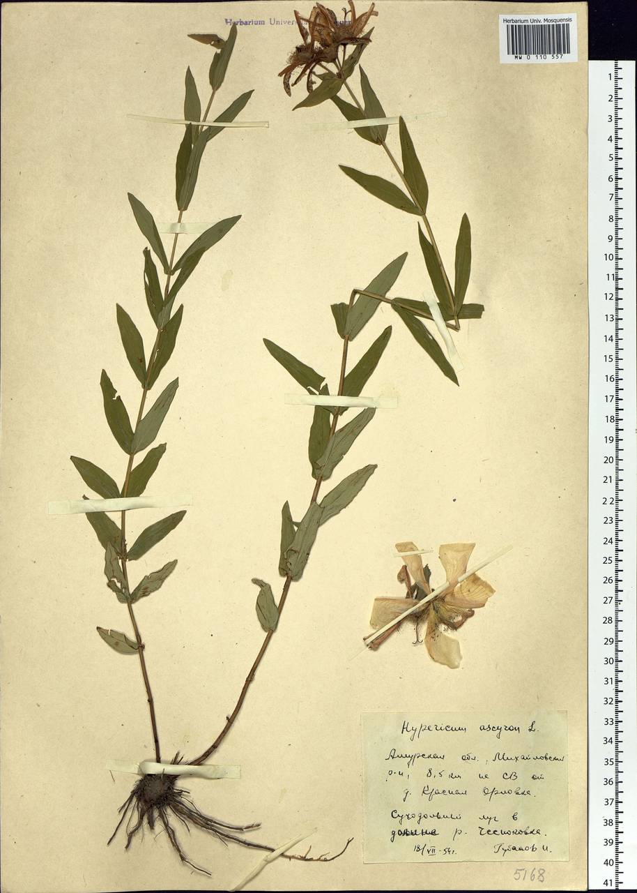 Hypericum ascyron L., Siberia, Russian Far East (S6) (Russia)