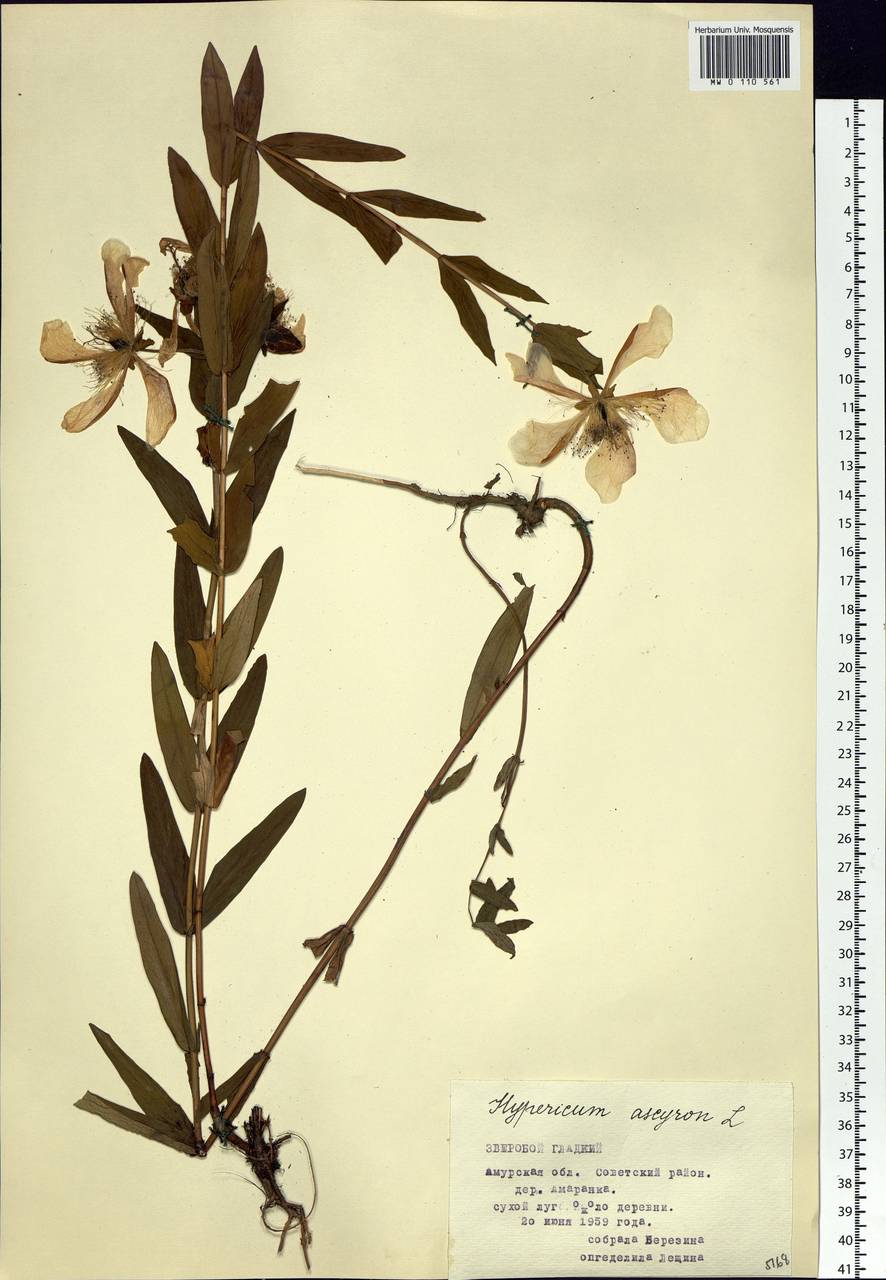 Hypericum ascyron L., Siberia, Russian Far East (S6) (Russia)