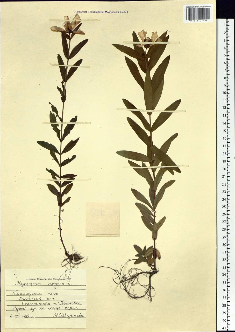 Hypericum ascyron L., Siberia, Russian Far East (S6) (Russia)