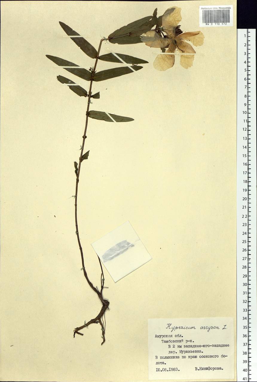 Hypericum ascyron L., Siberia, Russian Far East (S6) (Russia)