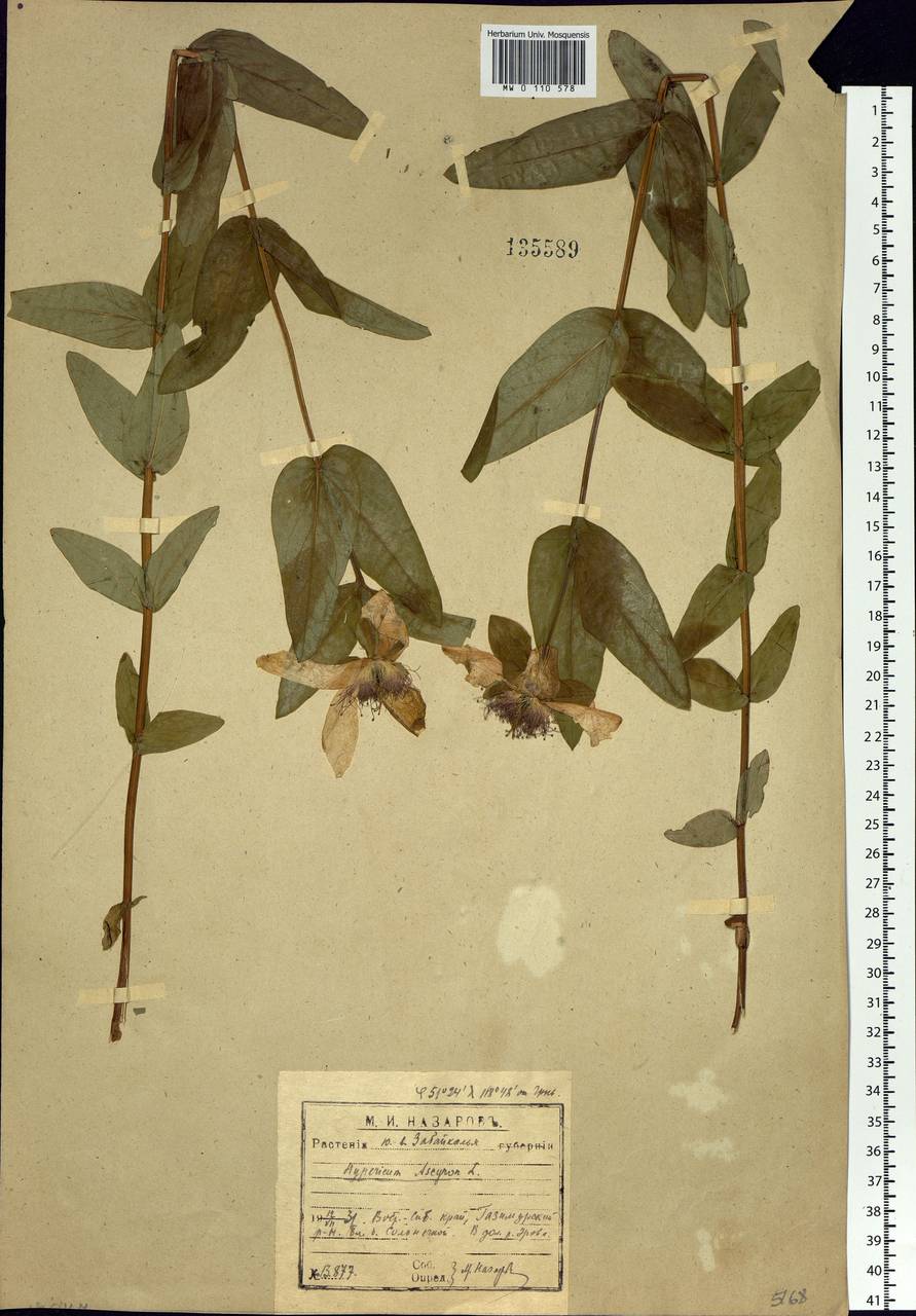 Hypericum ascyron L., Siberia, Baikal & Transbaikal region (S4) (Russia)