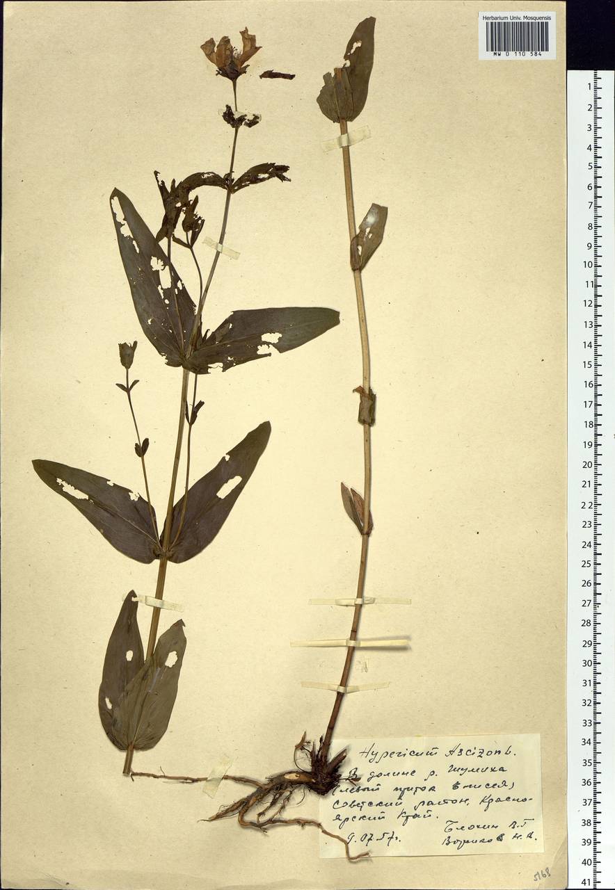 Hypericum ascyron, Siberia, Central Siberia (S3) (Russia)
