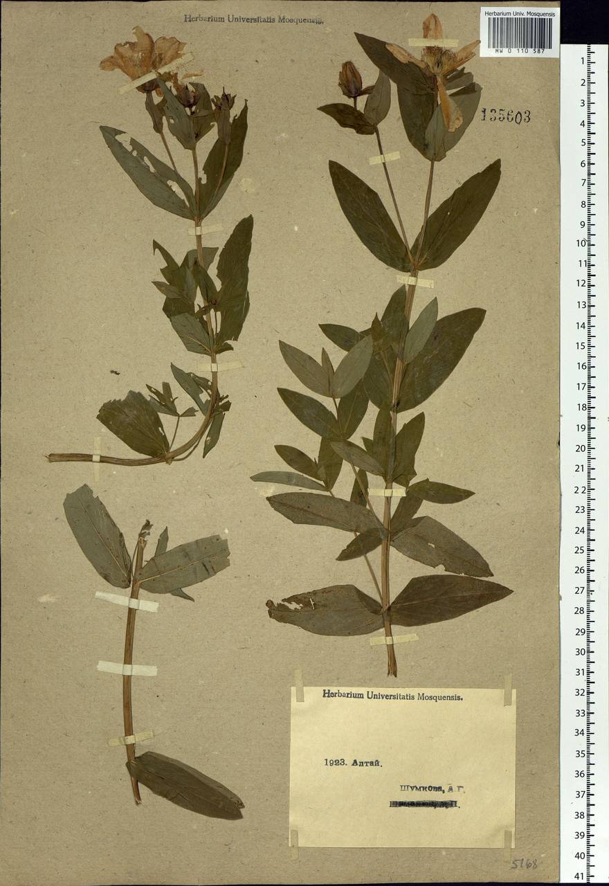 Hypericum ascyron L., Siberia, Western (Kazakhstan) Altai Mountains (S2a) (Kazakhstan)
