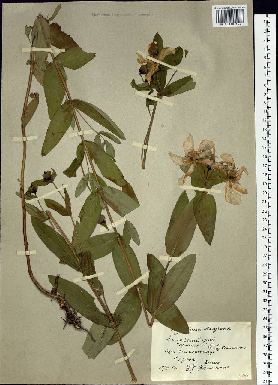 Hypericum ascyron L., Siberia, Altai & Sayany Mountains (S2) (Russia)