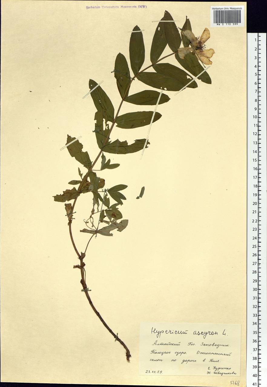 Hypericum ascyron L., Siberia, Altai & Sayany Mountains (S2) (Russia)
