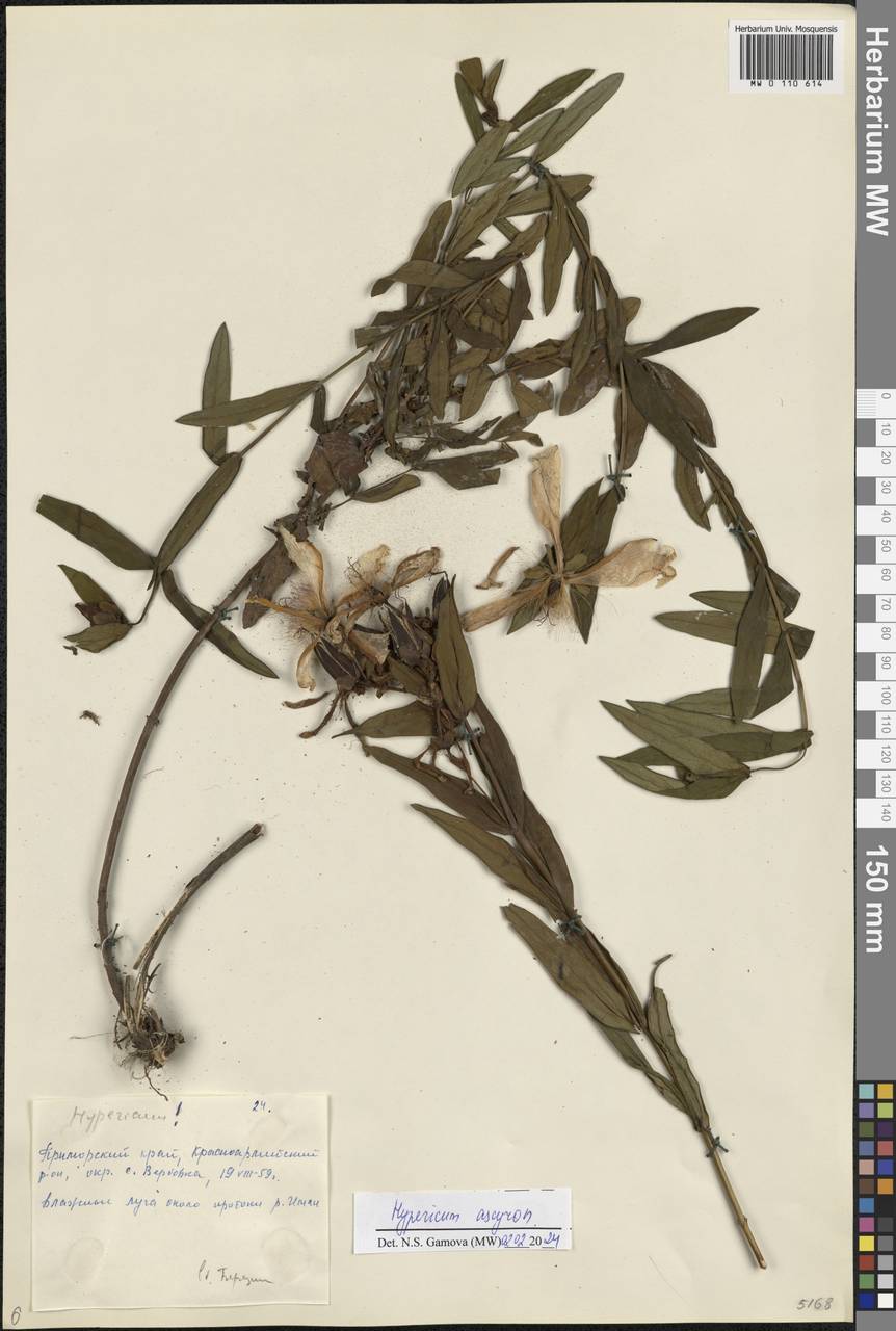 Hypericum ascyron L., Siberia, Russian Far East (S6) (Russia)
