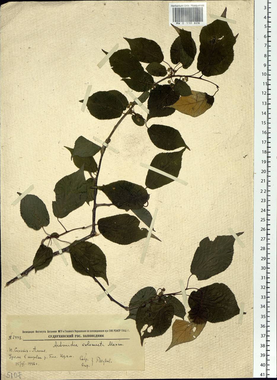 Actinidia kolomikta (Maxim. & Rupr.) Maxim., Siberia, Russian Far East (S6) (Russia)
