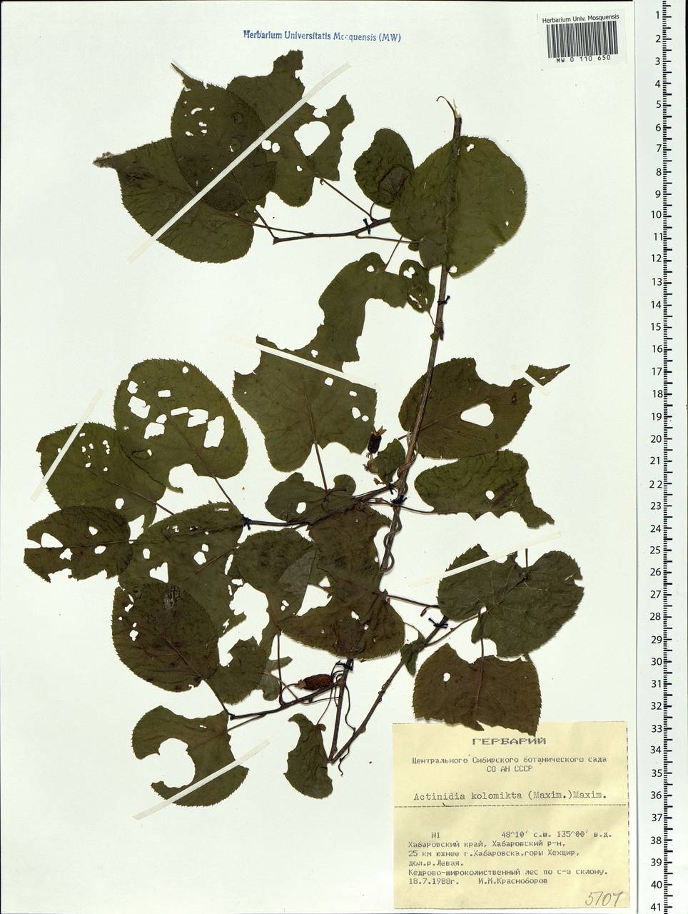 Actinidia kolomikta (Maxim. & Rupr.) Maxim., Siberia, Russian Far East (S6) (Russia)