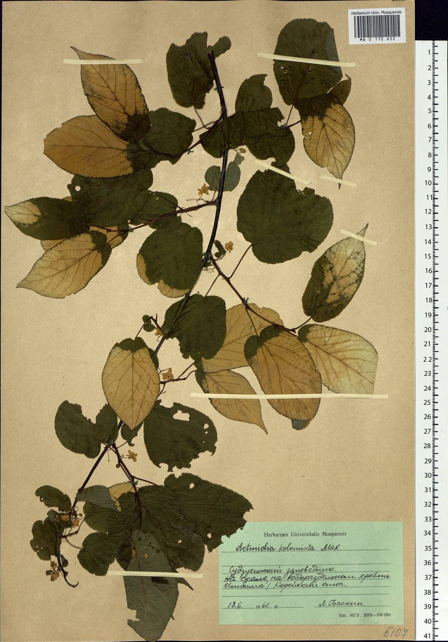 Actinidia kolomikta (Maxim. & Rupr.) Maxim., Siberia, Russian Far East (S6) (Russia)