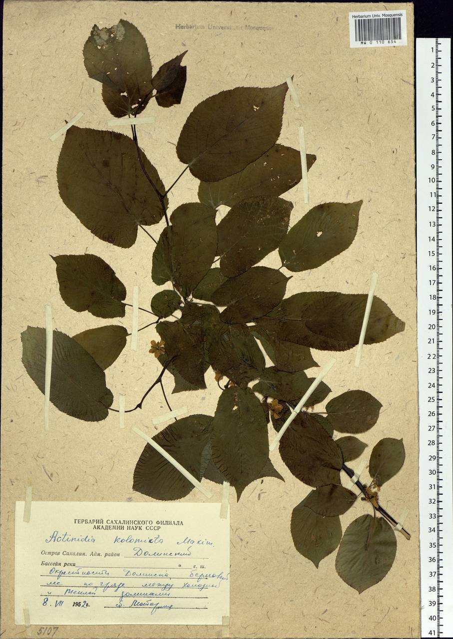 Actinidia kolomikta (Maxim. & Rupr.) Maxim., Siberia, Russian Far East (S6) (Russia)