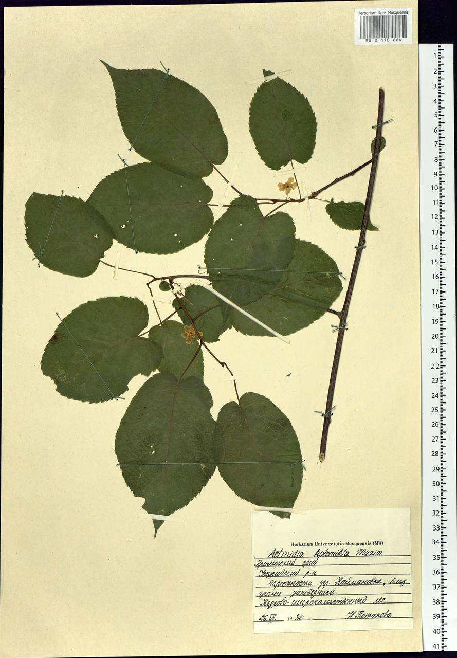 Actinidia kolomikta (Maxim. & Rupr.) Maxim., Siberia, Russian Far East (S6) (Russia)