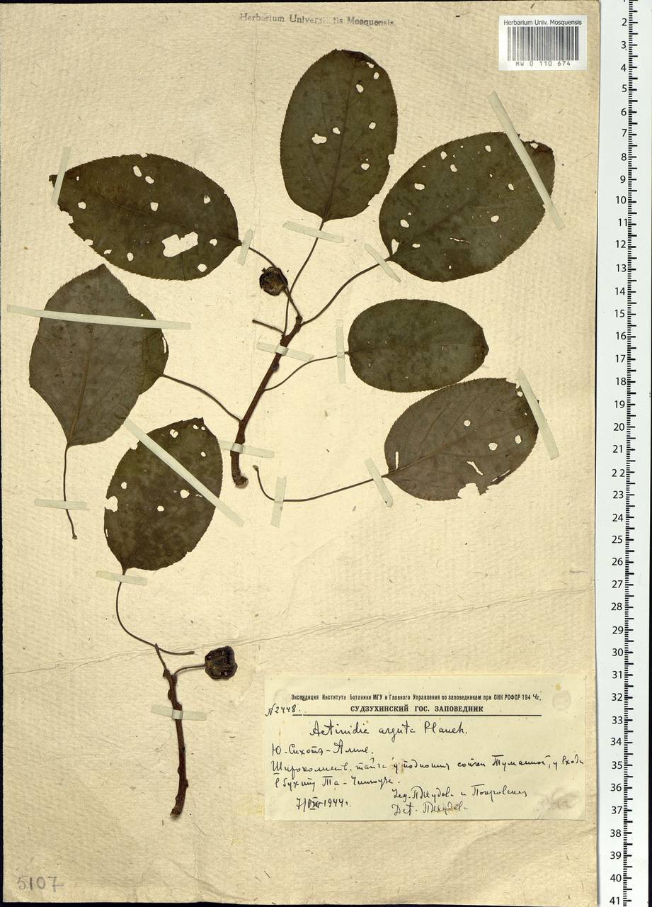 Actinidia arguta (Siebold & Zucc.) Planch. ex Miq., Siberia, Russian Far East (S6) (Russia)