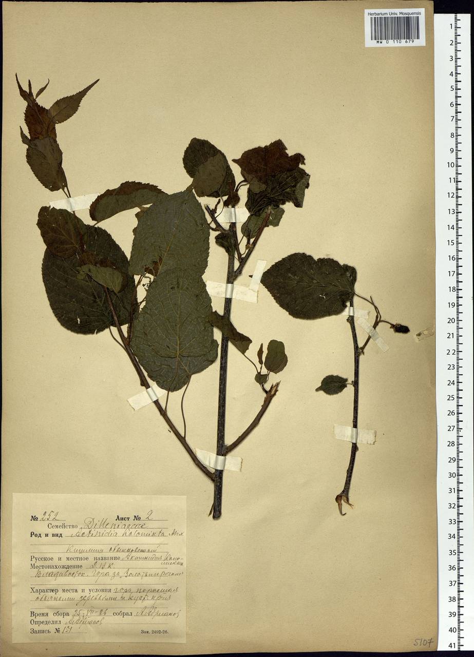 Actinidia arguta (Siebold & Zucc.) Planch. ex Miq., Siberia, Russian Far East (S6) (Russia)