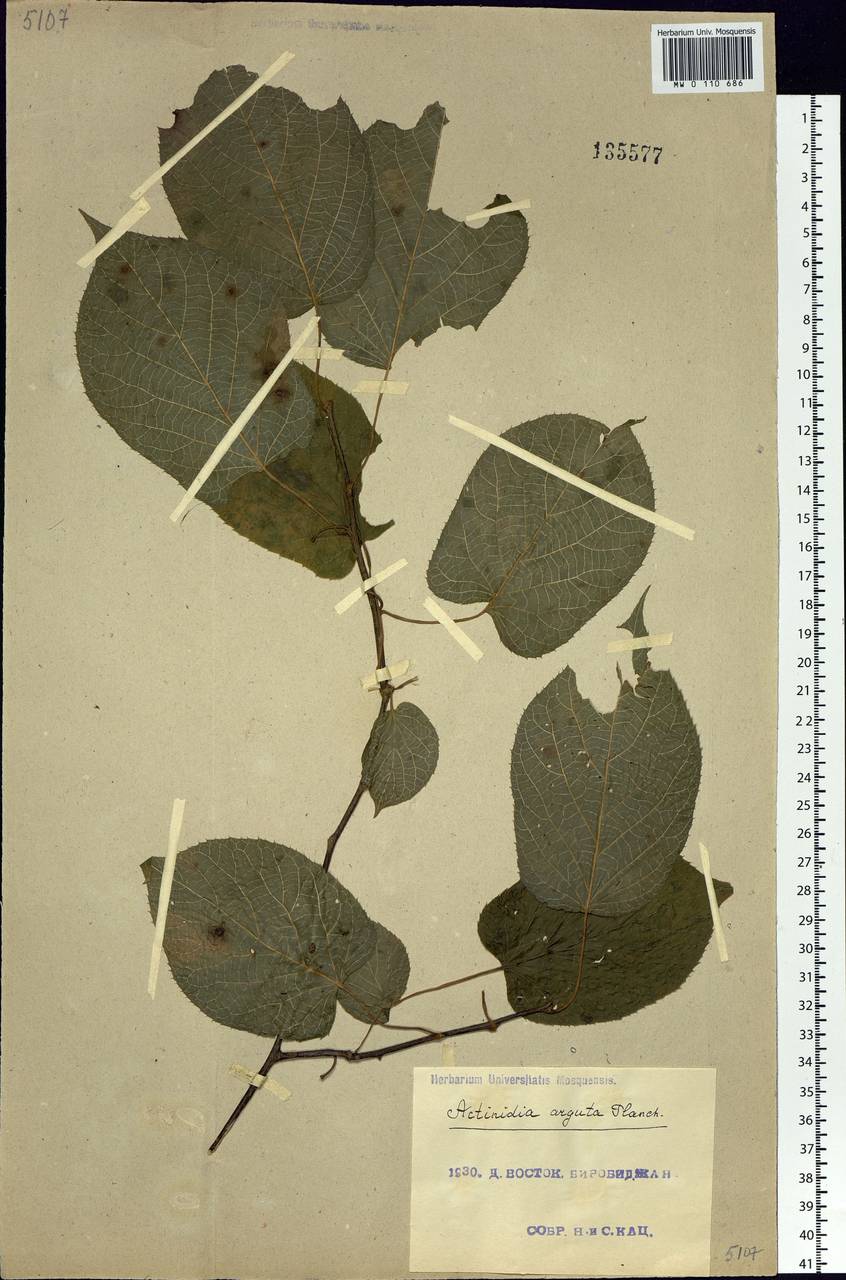 Actinidia arguta (Siebold & Zucc.) Planch. ex Miq., Siberia, Russian Far East (S6) (Russia)