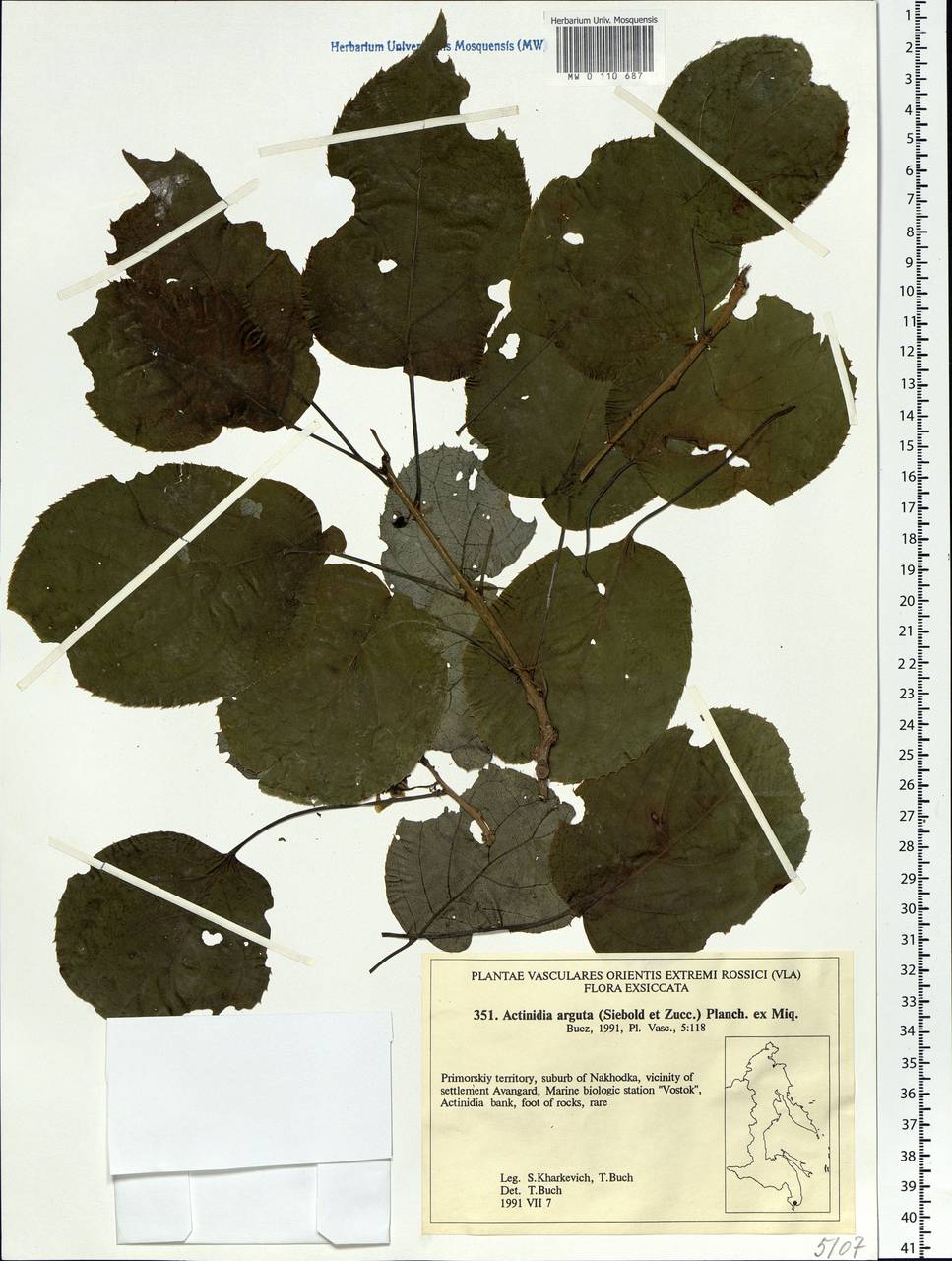 Actinidia arguta (Siebold & Zucc.) Planch. ex Miq., Siberia, Russian Far East (S6) (Russia)