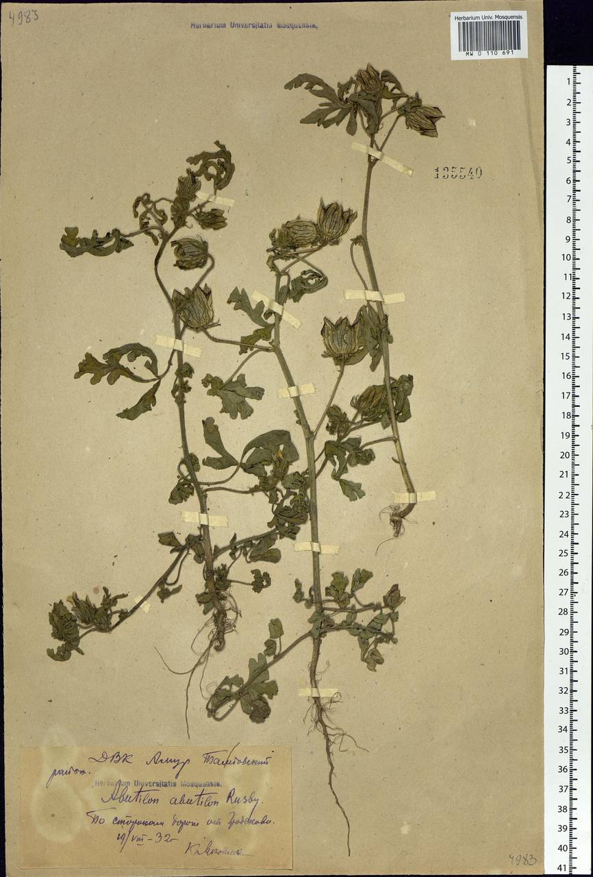 Hibiscus trionum L., Siberia, Russian Far East (S6) (Russia)