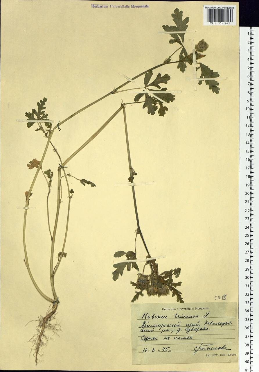 Hibiscus trionum L., Siberia, Russian Far East (S6) (Russia)