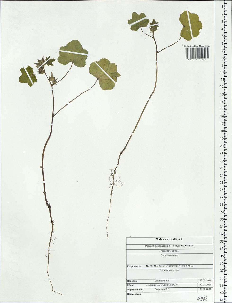 Malva verticillata L., Siberia, Altai & Sayany Mountains (S2) (Russia)