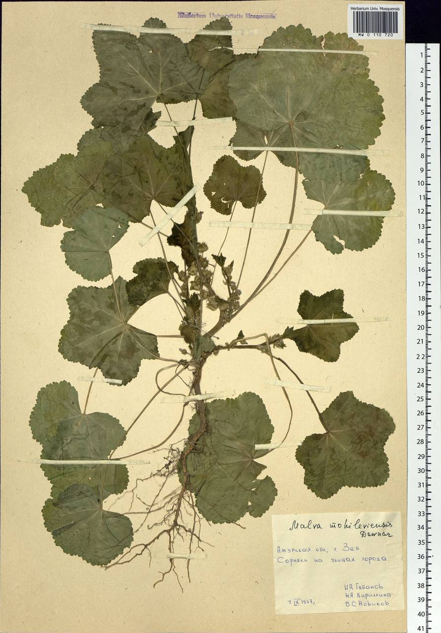 Malva verticillata L., Siberia, Russian Far East (S6) (Russia)