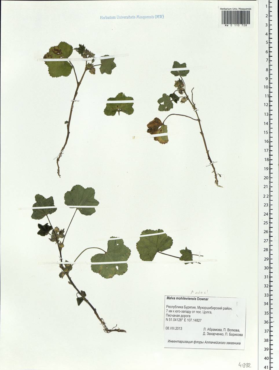 Malva verticillata L., Siberia, Baikal & Transbaikal region (S4) (Russia)