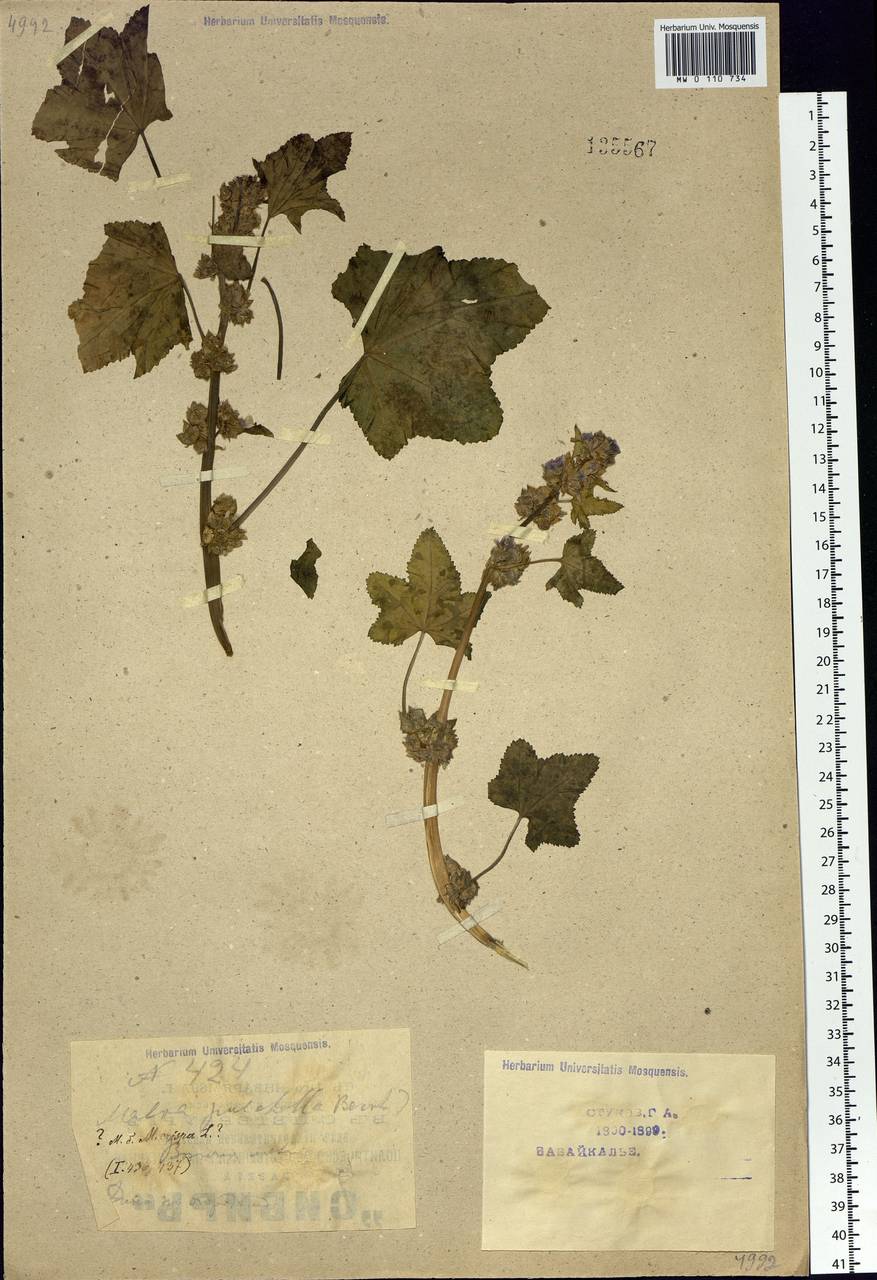 Malva verticillata L., Siberia, Baikal & Transbaikal region (S4) (Russia)