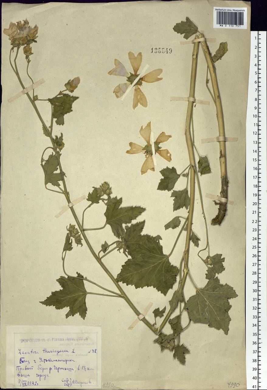 Malva thuringiaca subsp. thuringiaca, Siberia, Western (Kazakhstan) Altai Mountains (S2a) (Kazakhstan)