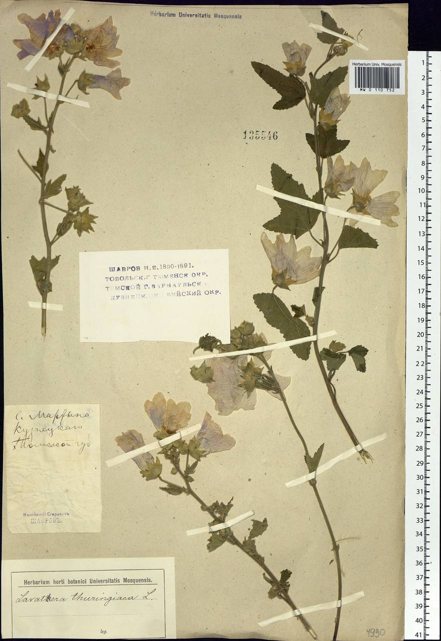 Malva thuringiaca subsp. thuringiaca, Siberia, Altai & Sayany Mountains (S2) (Russia)