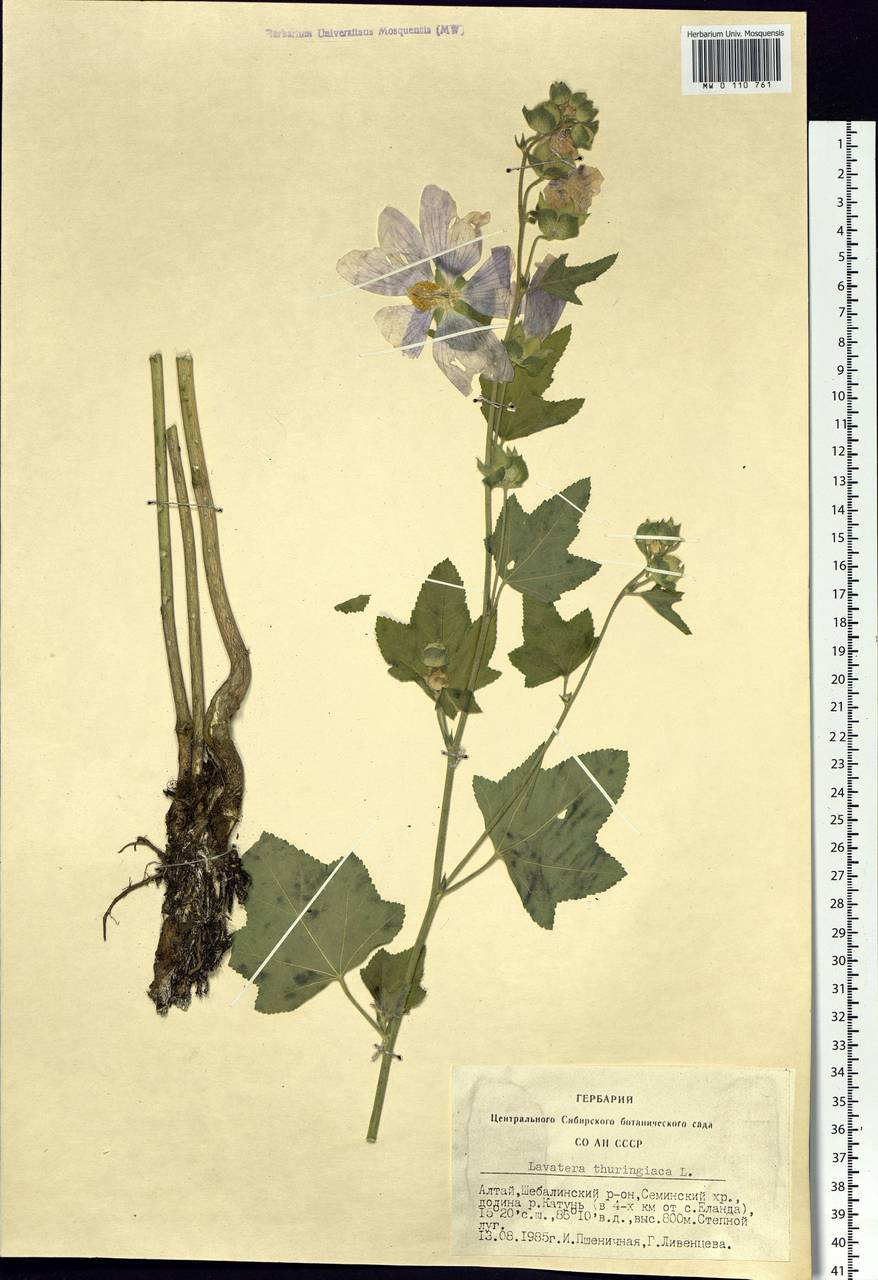 Malva thuringiaca subsp. thuringiaca, Siberia, Altai & Sayany Mountains (S2) (Russia)
