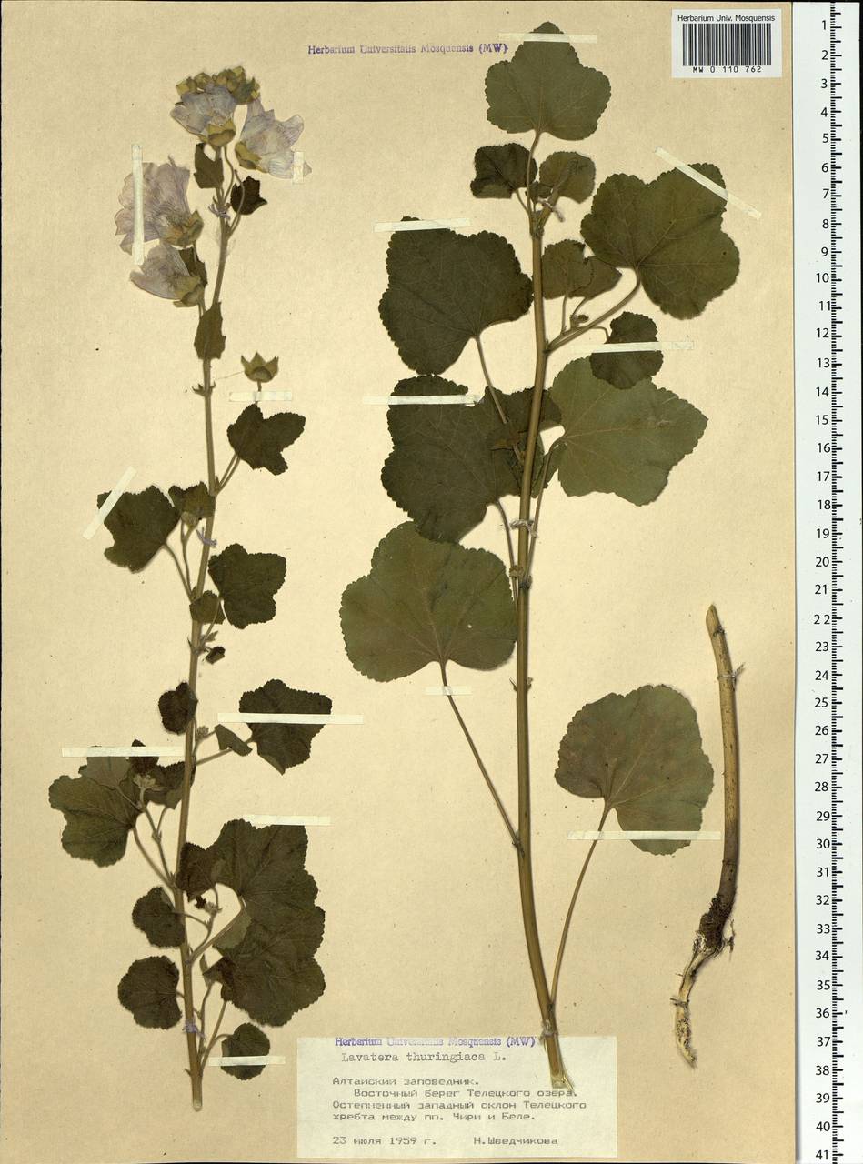 Malva thuringiaca subsp. thuringiaca, Siberia, Altai & Sayany Mountains (S2) (Russia)