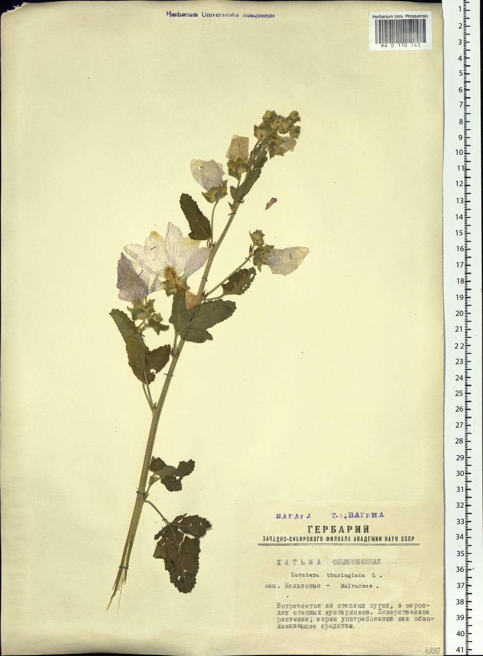 Malva thuringiaca subsp. thuringiaca, Siberia, Western Siberia (S1) (Russia)