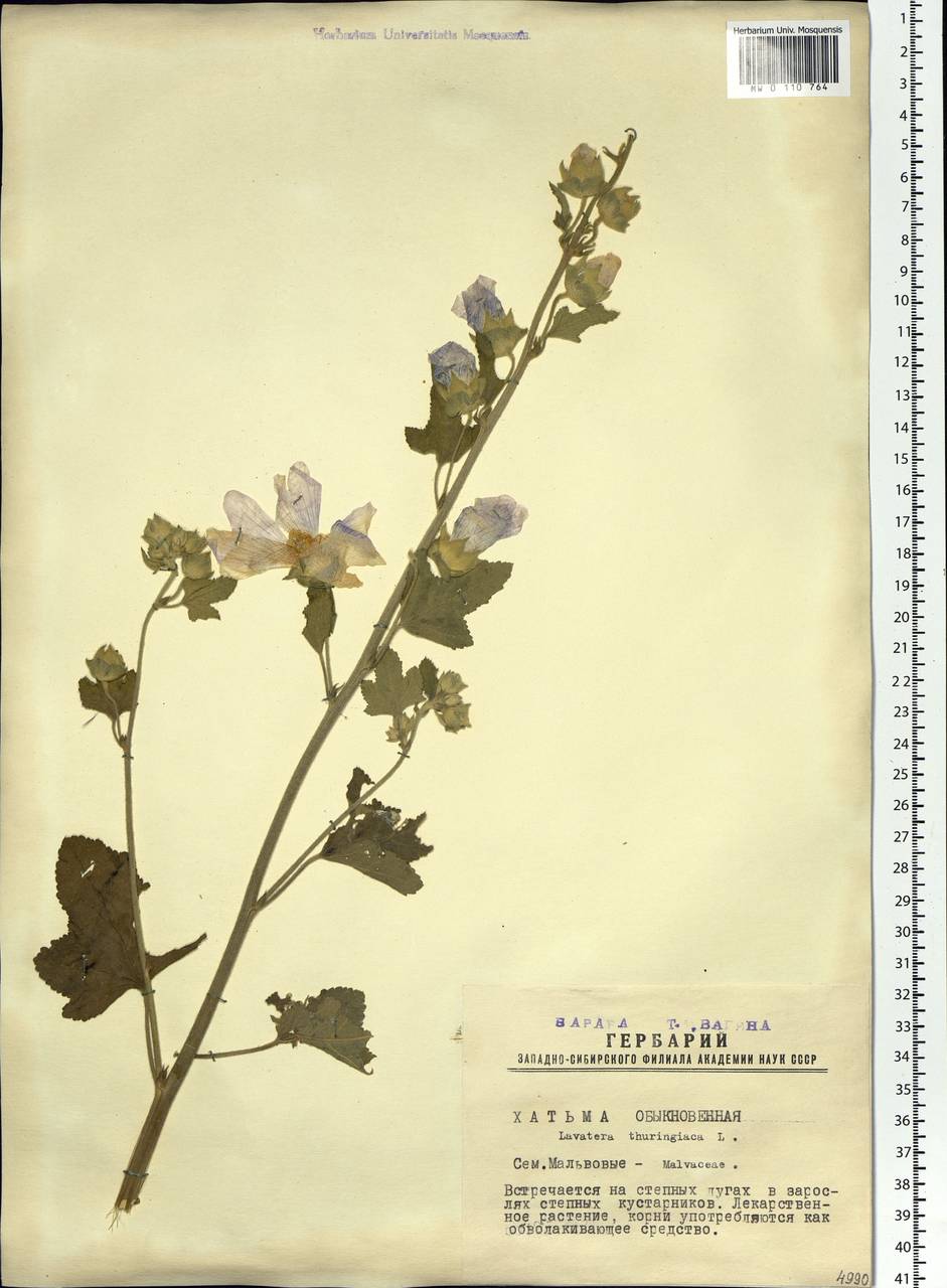 Malva thuringiaca subsp. thuringiaca, Siberia, Western Siberia (S1) (Russia)