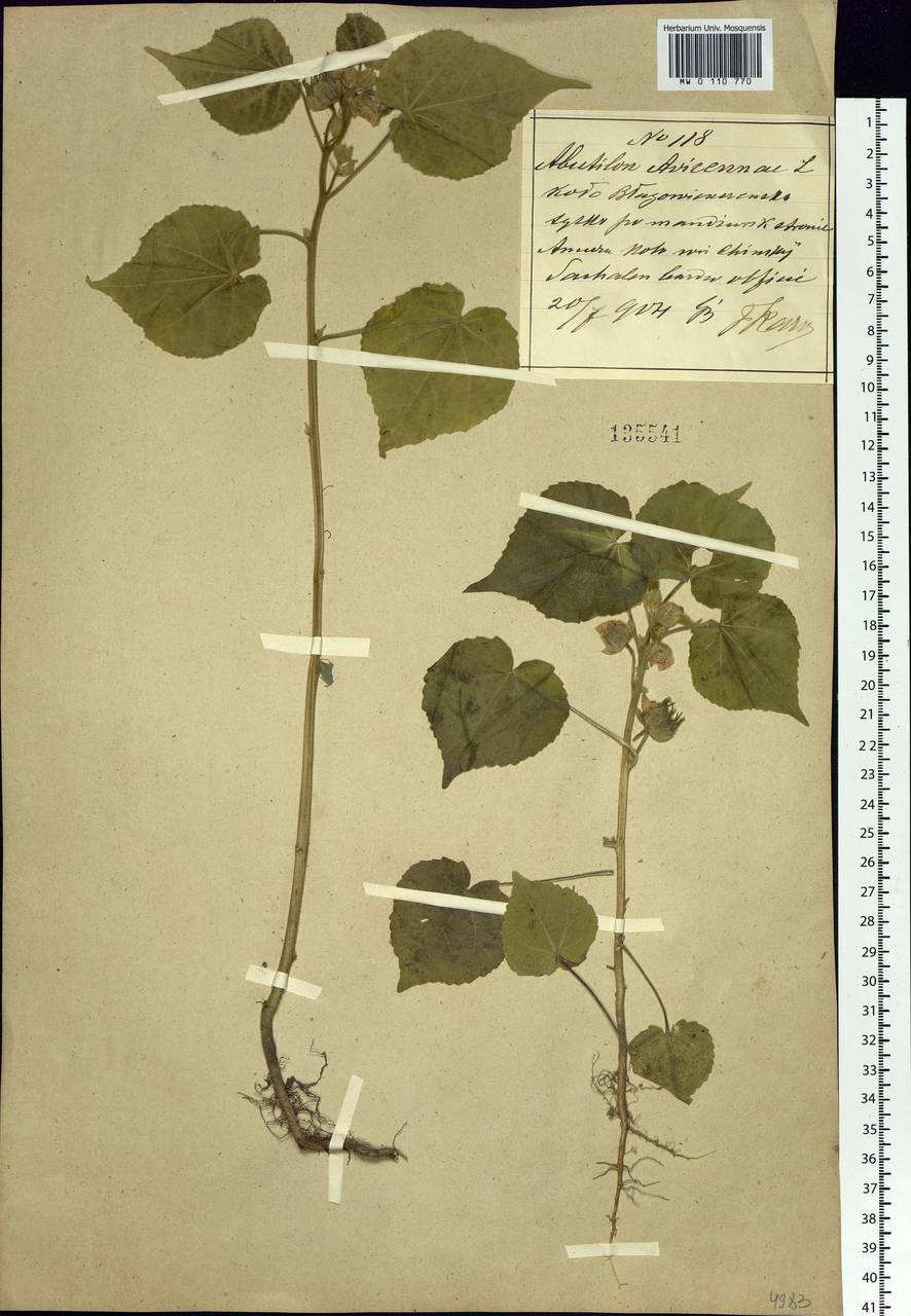 Abutilon theophrasti Medik., South Asia, South Asia (Asia outside ex-Soviet states and Mongolia) (ASIA) (China)