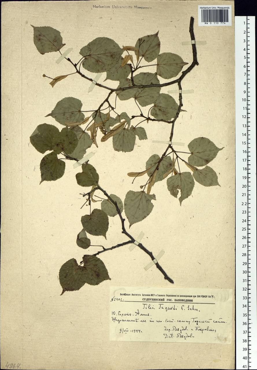Tilia amurensis var. taquetii (C. K. Schneid.) Liou & H. L. Li, Siberia, Russian Far East (S6) (Russia)