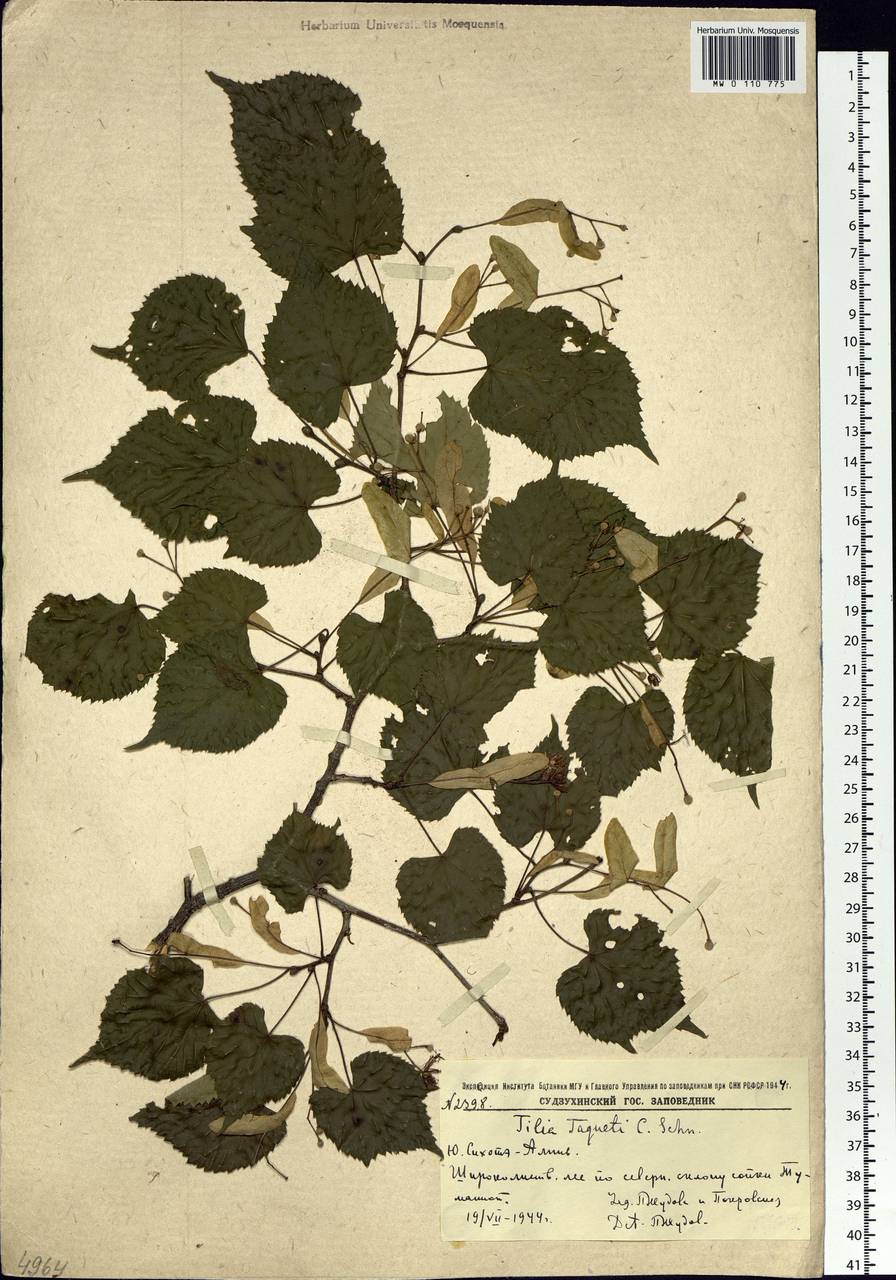Tilia amurensis var. taquetii (C. K. Schneid.) Liou & H. L. Li, Siberia, Russian Far East (S6) (Russia)