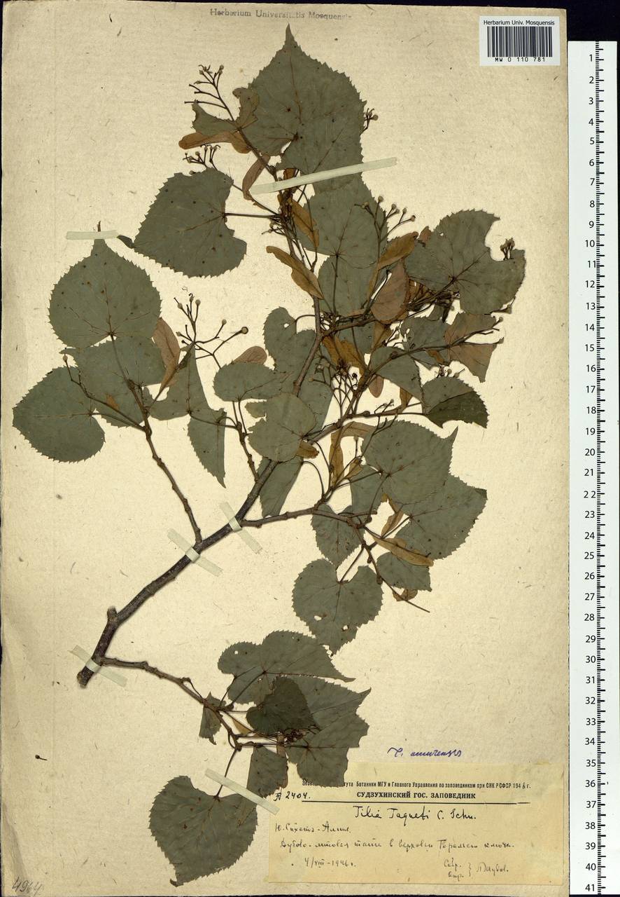 Tilia amurensis var. taquetii (C. K. Schneid.) Liou & H. L. Li, Siberia, Russian Far East (S6) (Russia)