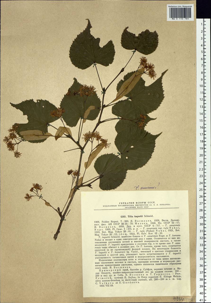 Tilia amurensis var. taquetii (C. K. Schneid.) Liou & H. L. Li, Siberia, Russian Far East (S6) (Russia)
