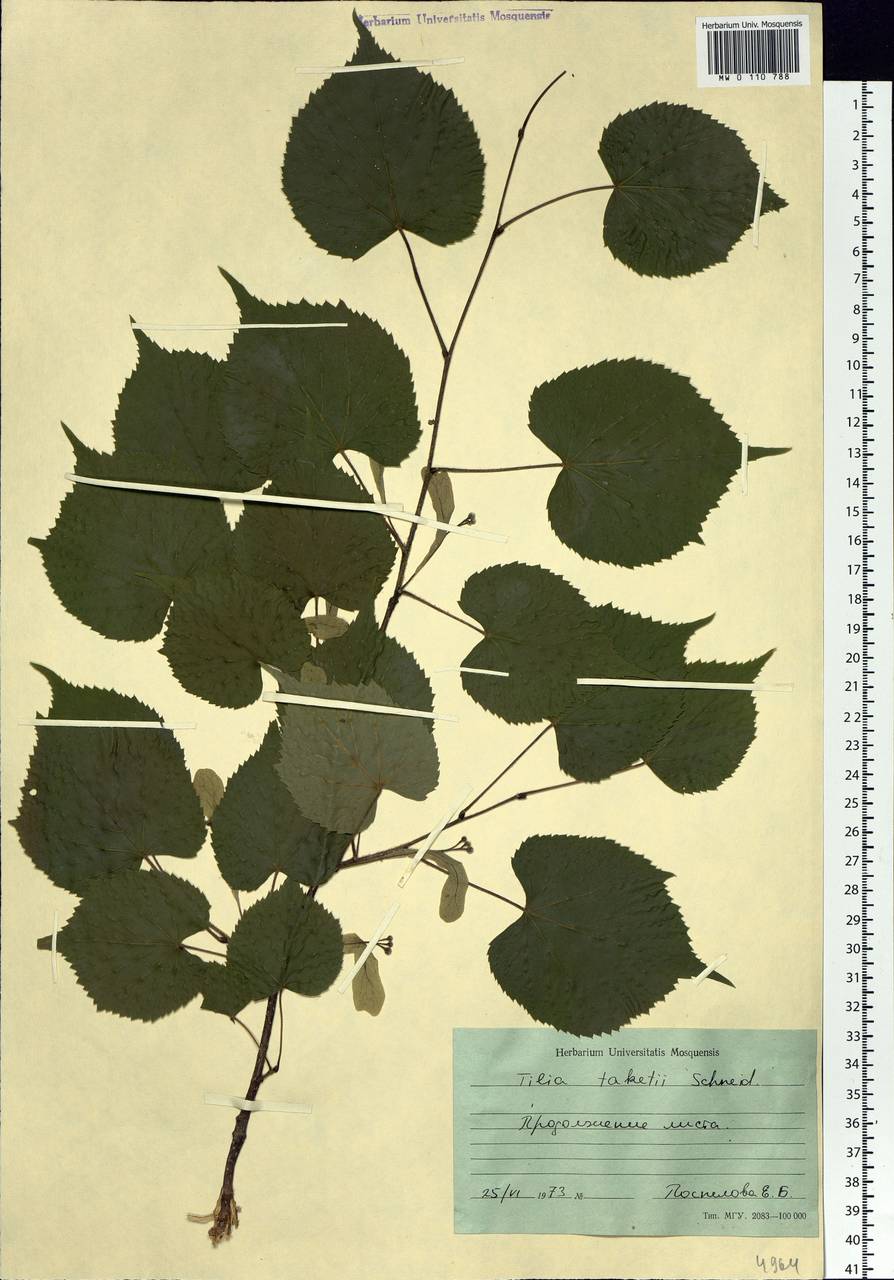 Tilia amurensis var. taquetii (C. K. Schneid.) Liou & H. L. Li, Siberia, Russian Far East (S6) (Russia)