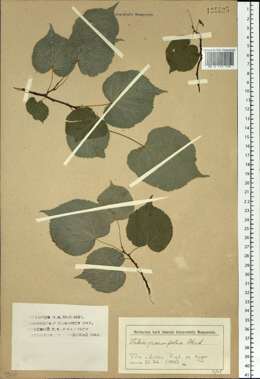 Tilia amurensis var. sibirica (Fisch. ex Bayer) Y. C. Zhu, Siberia (no precise locality) (S0) (Russia)