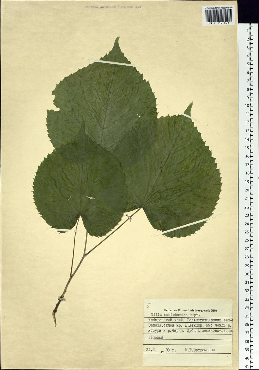 Tilia mandshurica Rupr. & Maxim., Siberia, Russian Far East (S6) (Russia)